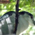 Bird Friend